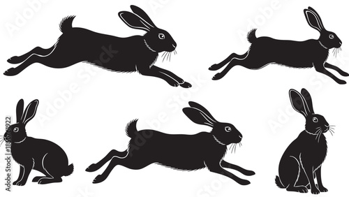 Collection of realistic rabbit illustrations showing different poses and positions