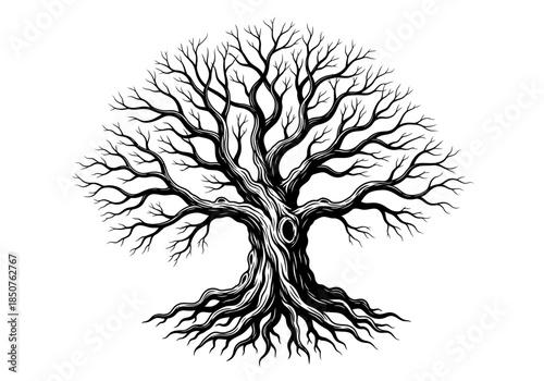 Vector illustration of a spreading oak tree with roots, graphic silhouette style, clipart style vector