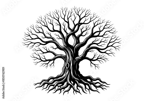 Vector illustration of a spreading oak tree with roots, graphic silhouette style, clipart style vector