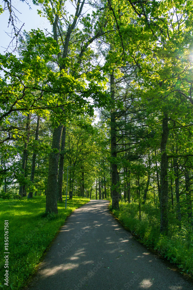Fototapeta premium A beautiful paved pathway through green summer forest with tall trees and sunlight filtering through the canopy. Peaceful nature trail for outdoor recreation in a lush woodland park