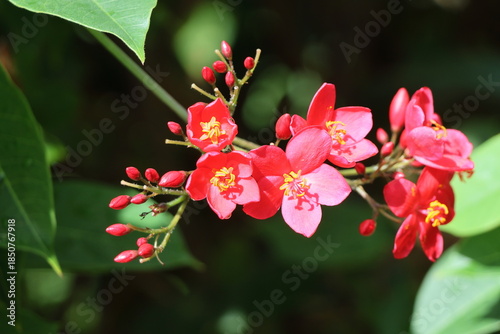 Ixora coccinea is a species of flowering plant in the Rubiaceae family.