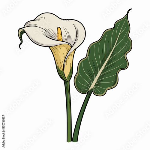 This beautifully illustrated calla lily features a striking white flower with a vibrant yellow center and a lush green leaf, showcasing nature's elegance and simplicity.