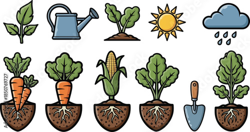 Growing Carrot Stages