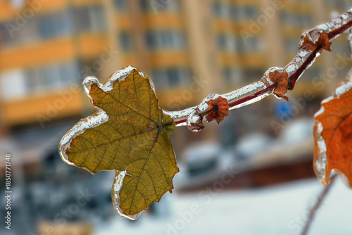 Сloseup brown autumn leaf covered in clear ice on tree branch