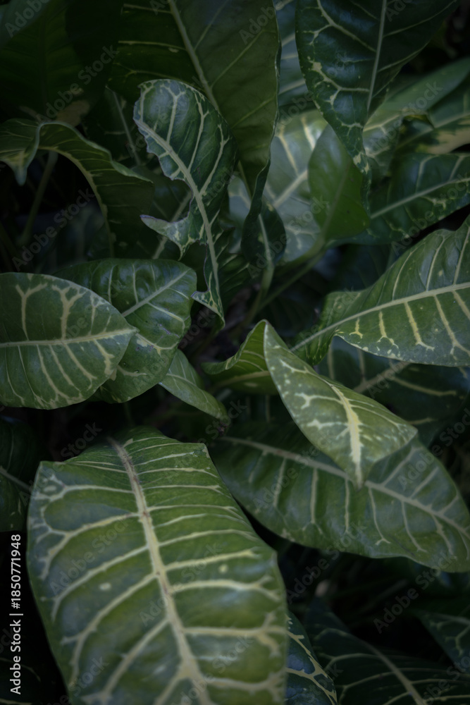 Fototapeta premium Wild Forest Plant with Leaves