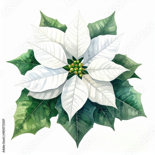 White Poinsettia Watercolor Botanical Art