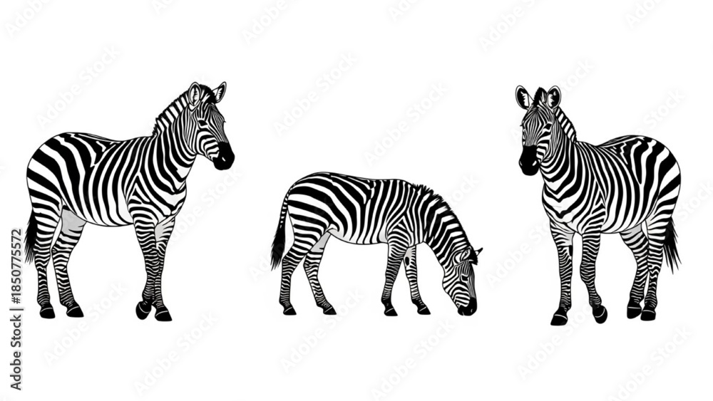 Obraz premium Black Zebra Silhouette Vector Set Showing Standing Grazing Walking Running Poses