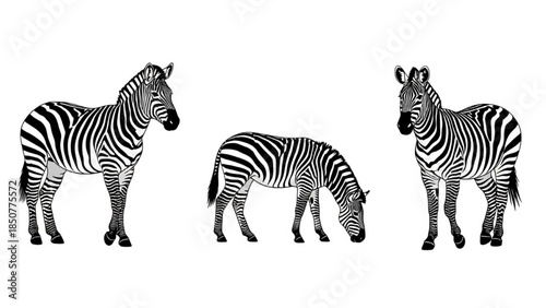 Black Zebra Silhouette Vector Set Showing Standing Grazing Walking Running Poses