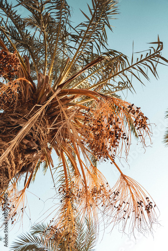 date tree in the desert