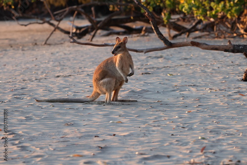 red-necked wallaby or Bennett's wallaby (Notamacropus rufogriseus) kangaroo on beach, mackay, north queensland, australia