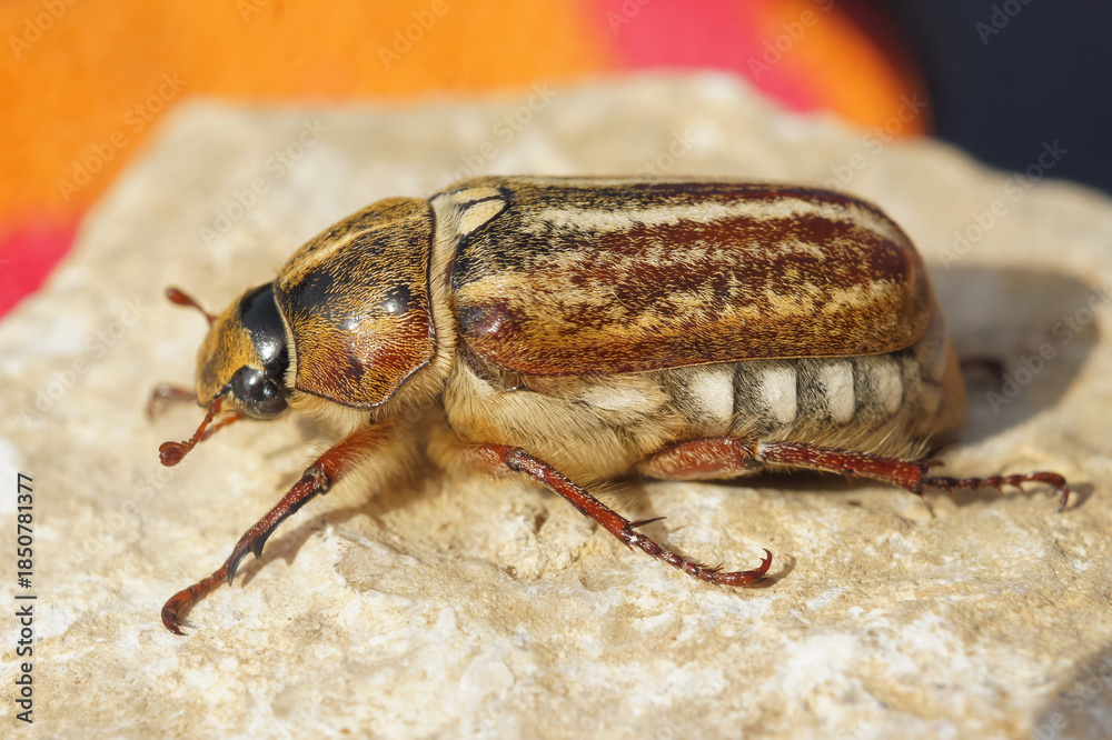 Obraz premium Closeup on a Mediterranean Anoxia orientalis, scarab beetle sitting on a stone