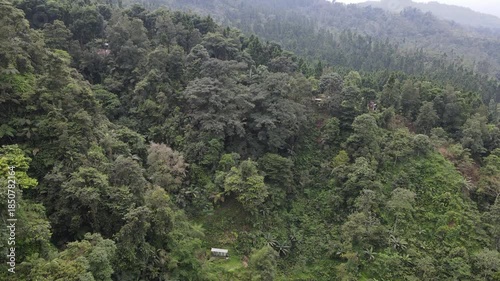 Aerial View of Dense Tropical Rainforest from Drone Perspective