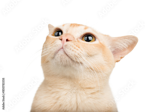 Konstfotografi A cat with big eyes looks up.