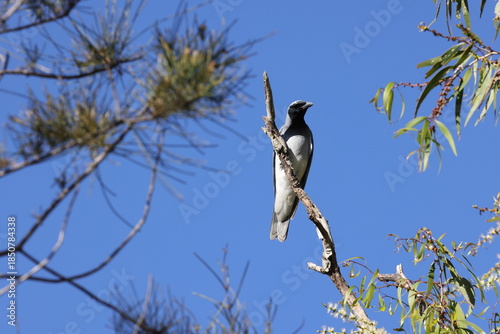black-faced cuckooshrike (Coracina novaehollandiae)  Queensland, Australia