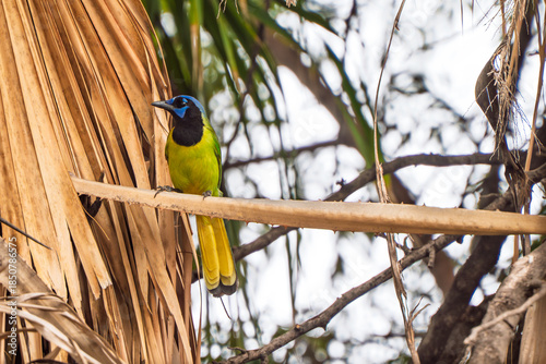 Green Jay bird perched on a dried palm leaf branch outdoors
