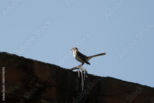 Northern mockingbird perched on a stone wall edge against blue sky