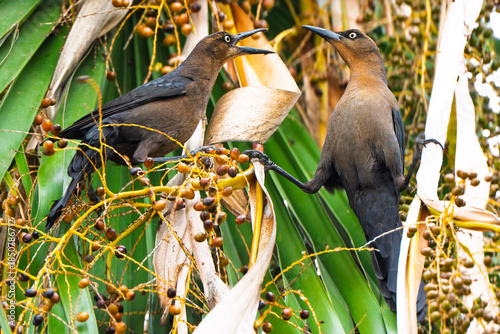 Pair of great tailed grackles interacting on a palm fruit branch