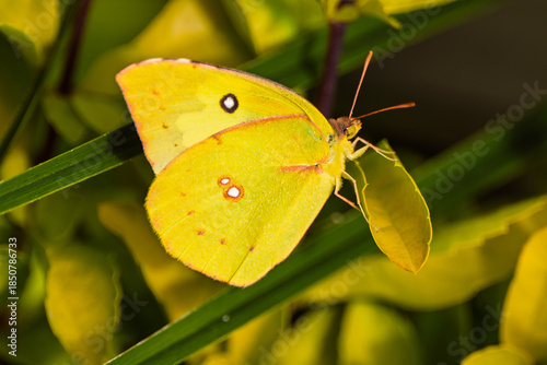 Cloudless sulphur yellow butterfly resting on a green leaf outdoors