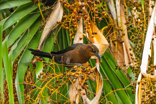 Great tailed grackle bird eating a yellow fruit on a palm tree