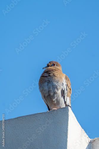 White winged dove perched on the edge of a building wall