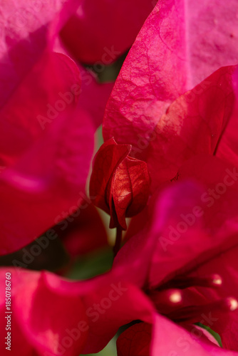 Close up of a red bougainvillea flower bud and petals