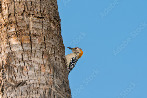 Golden fronted woodpecker on the trunk of a palm tree