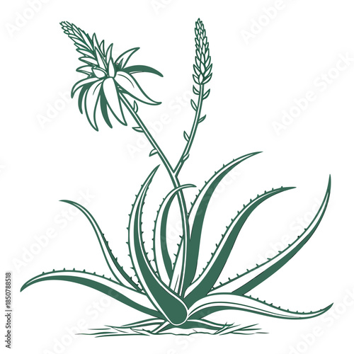 Aloe Vera Plant Minimal Vector Pure White Backgro (1) Vector Illustration