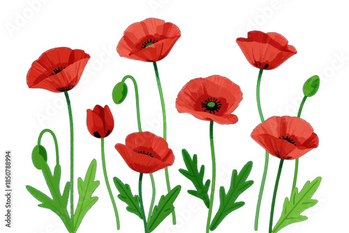 Group of red poppies with green stems isolated