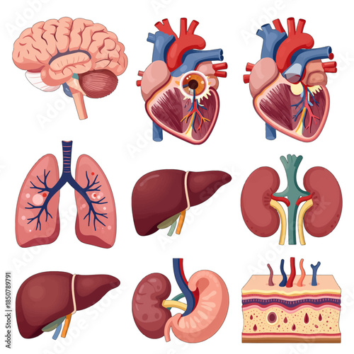 Set of human organs in vector illustration