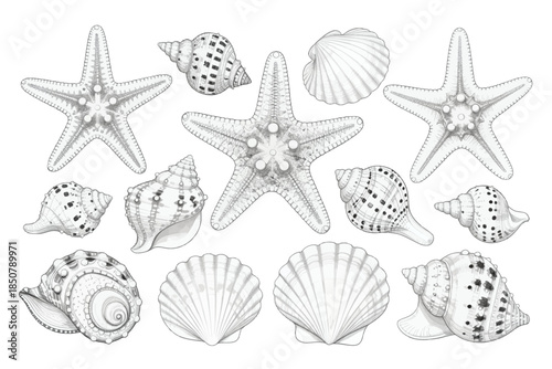 Starfish and seashells in detailed monochrome design.