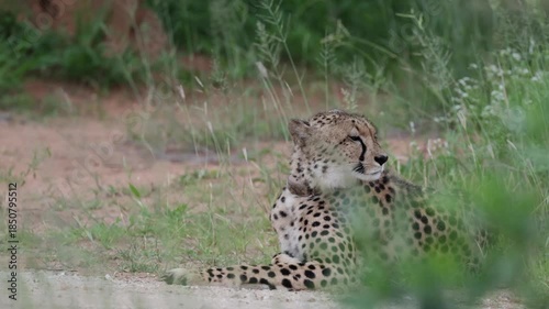 a collared female cheetah keeping an eye out for danger