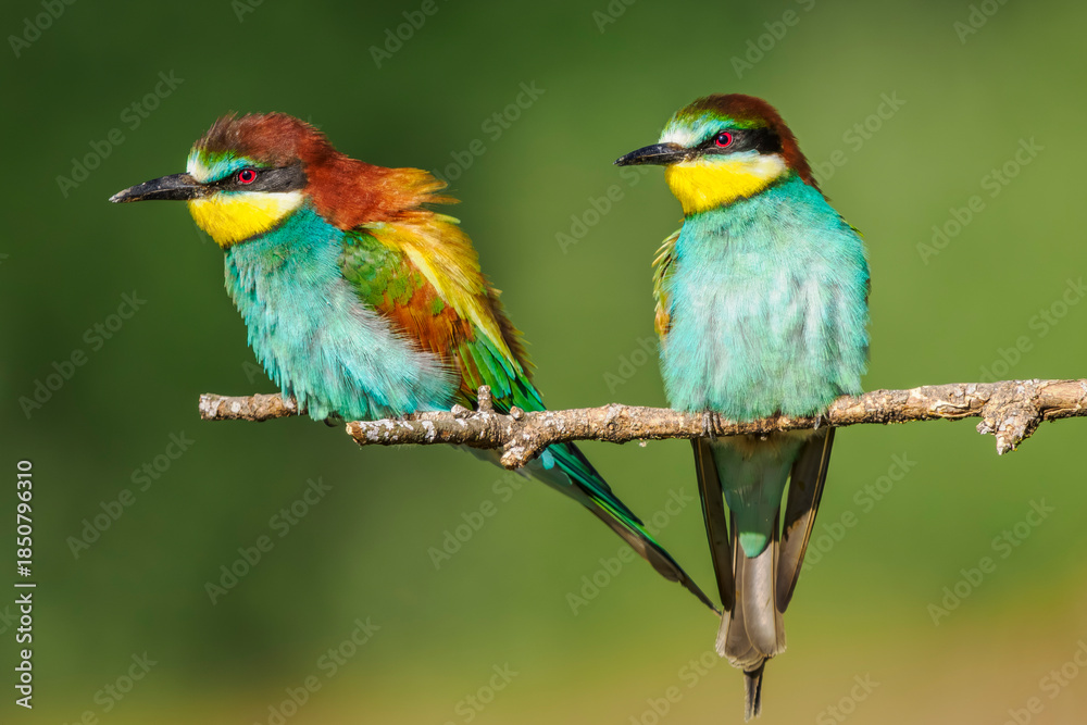 Fototapeta premium European bee-eaters perched on a branch in spring