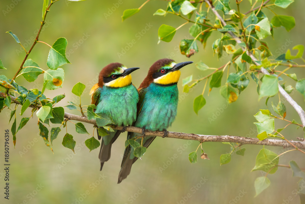 Fototapeta premium European bee-eaters perched on a branch in spring