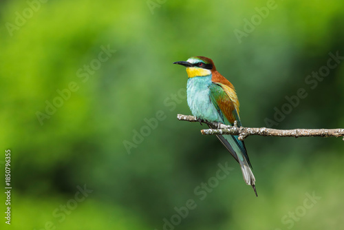 European bee-eaters perched on a branch in spring