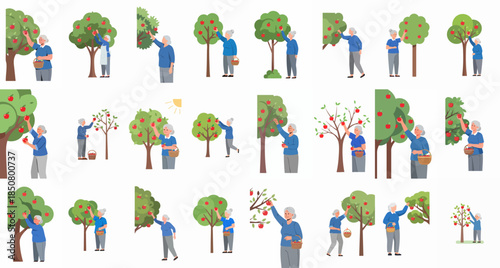 Senior Woman Picking Apples Set: Happy Grandmother Harvesting Ripe Red Fruit from Apple Trees into Baskets, Flat Vector Collection.