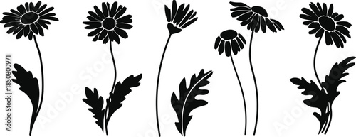 Daisy Flower Set in Black Silhouette for Elegant Floral Designs Offering Versatile Botanical Elements Perfect for Spring Themes and Natural Aesthetics