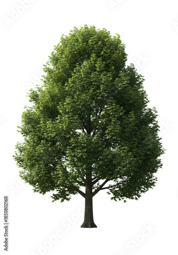 hyper-detailed photorealistic sugar maple tree, symmetrical dense crown of vibrant green leaves, dark brown bark, subtle drop shadow on transparent background, concept of natural geometry and