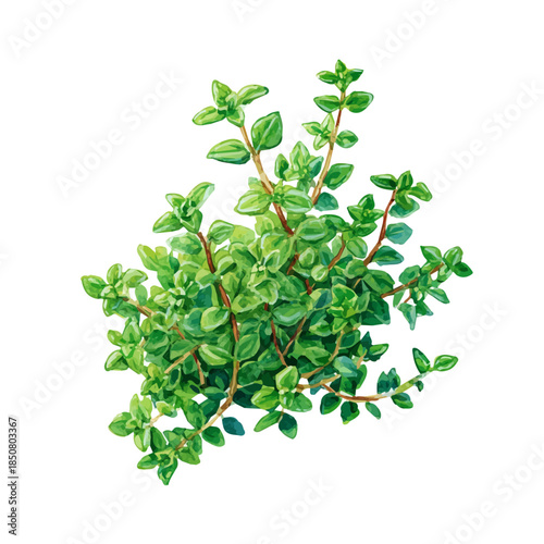 Watercolor isometric artwork featuring Thyme, presented on white background.