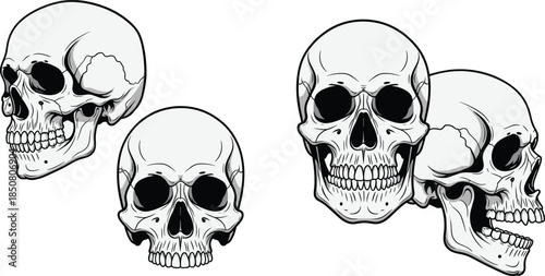Human skull anatomy front and side views, detailed bone structure, forensic and medical reference, artistic study, flat vector illustration