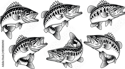 Predatory freshwater fish collection in dynamic poses, aggressive aquatic species, fishing reference and wildlife art, flat vector illustration