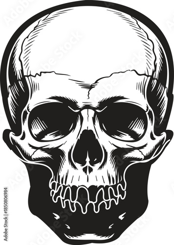 Skull Vector Illustration Design