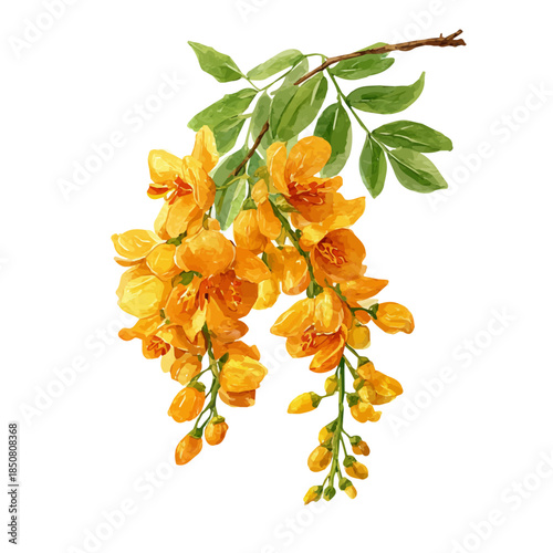 Isometric watercolor graphic of Cassia, neatly isolated on white background.