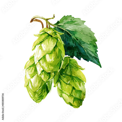 Hops in detailed isometric watercolor art, isolated on a pure white backdrop.