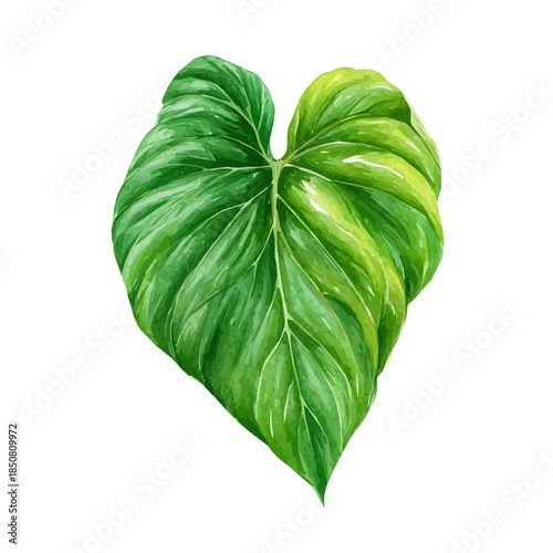 Isometric watercolor rendering of Philodendron Leaf, isolated on a clean white background.