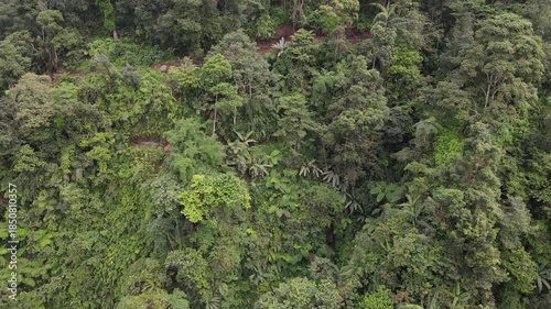 Aerial View of Dense Tropical Rainforest from Drone Perspective