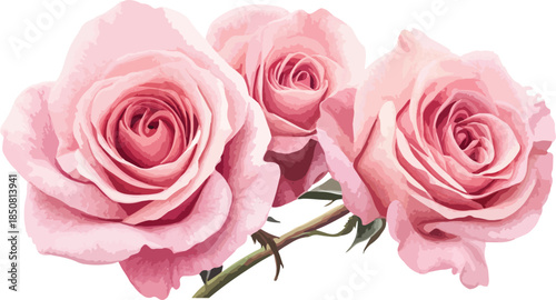 Beautiful bouquet of blooming pink roses with delicate petals isolated on a white background, representing a romantic floral gift for Valentine's Day and natural beauty