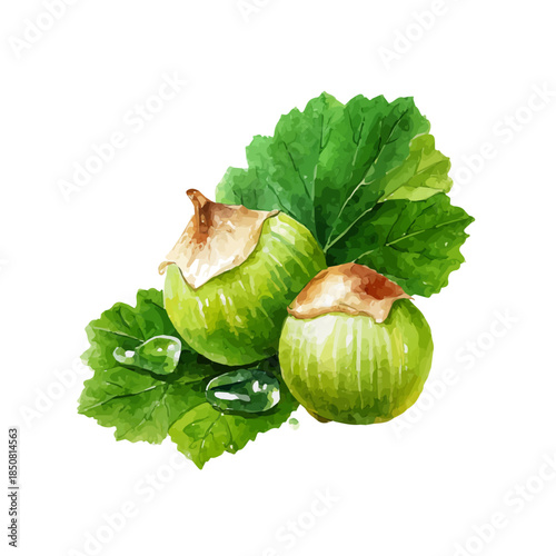 A watercolor isometric illustration of Wild Hazelnut, cleanly isolated on white background.