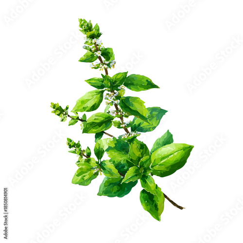 Isometric watercolor rendering of Holy Basil, isolated on a clean white background.