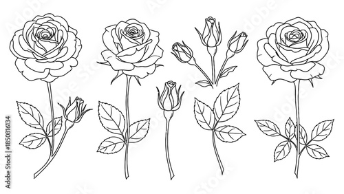 Set of elegant rose flower line drawing illustration. Can be used as design element for invitation, greeting card, logo, or any decoration.