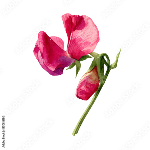 Sweet Pea Flower illustrated in isometric watercolor style, isolated on white.
